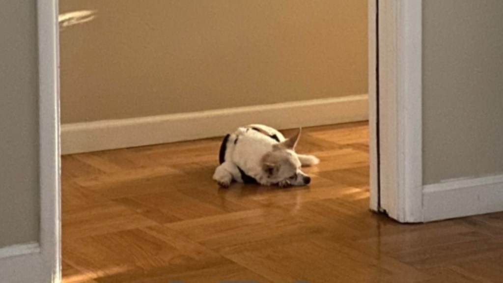 A small dog lays in a hallway, sleeping