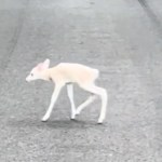 A small white fan makes her way across a road