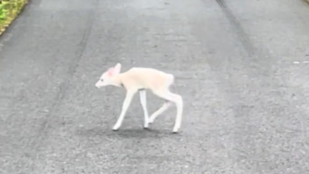 A small white fan makes her way across a road