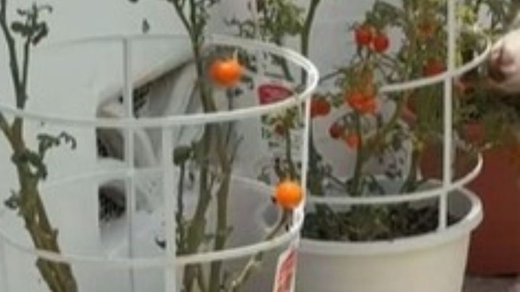 Image shows tomato plants that have been ravaged by a thief who steals all the ripe tomatoes.