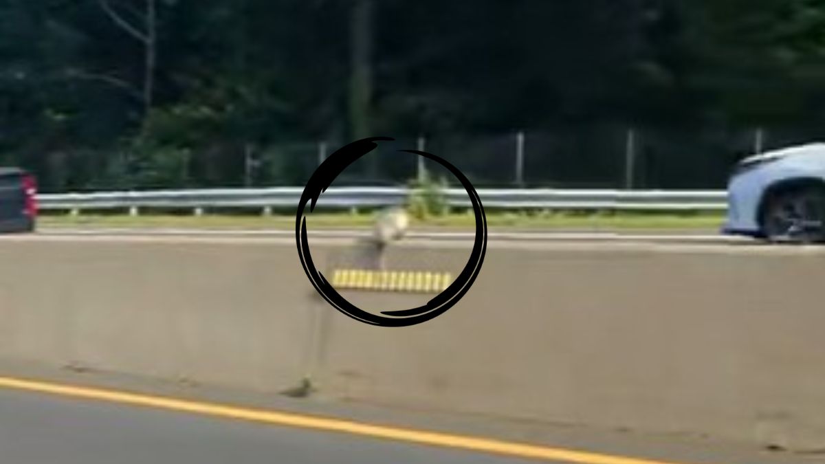 Police Car Helps Rescue Furry Creature In Middle Of The Highway ...