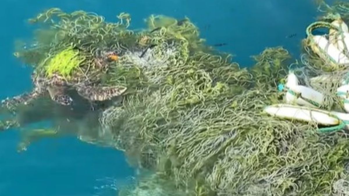 Boaters Rescue Sea Turtle Helplessly Tangled In Fishing Net – InspireMore