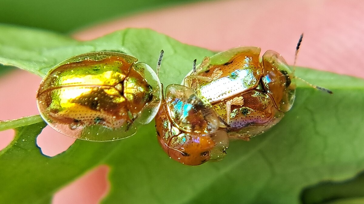 Colorful Insects — The Beautiful Amid Misunderstood Creatures – InspireMore