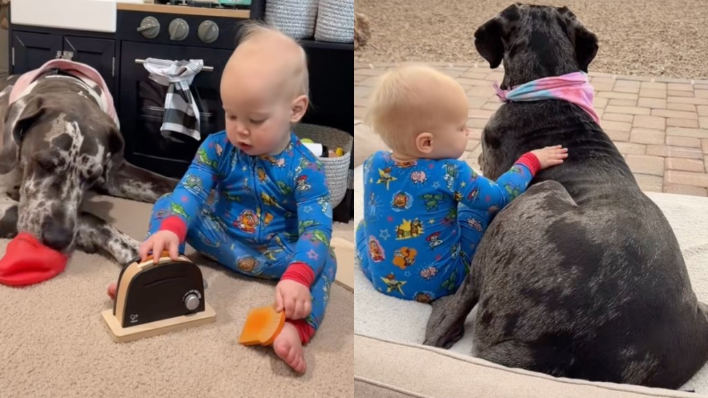 Great Dane Nannies