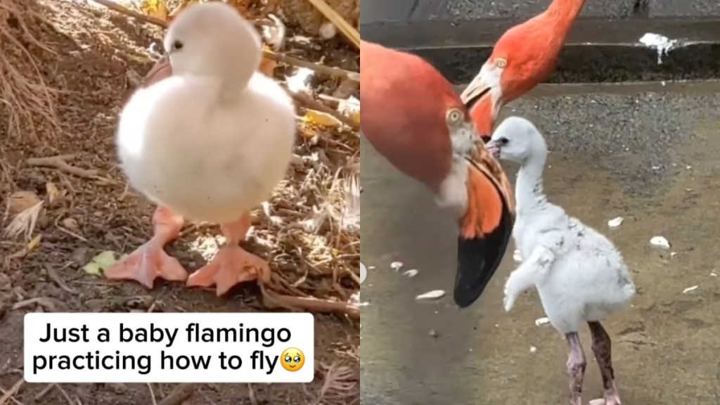 We Can’t Get Over Sweet Baby Flamingo Learning to Feed and Fly