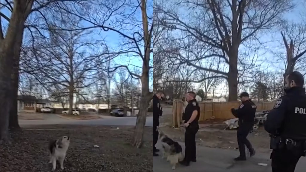 Hero Dog