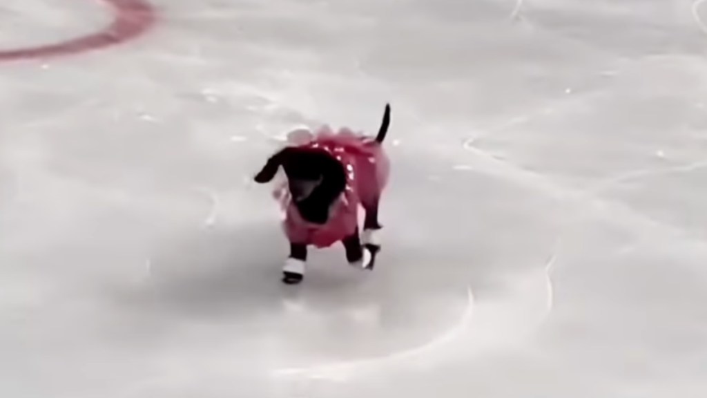 Ice Skating Dachshund Helps Beat the Post Olympic Blues
