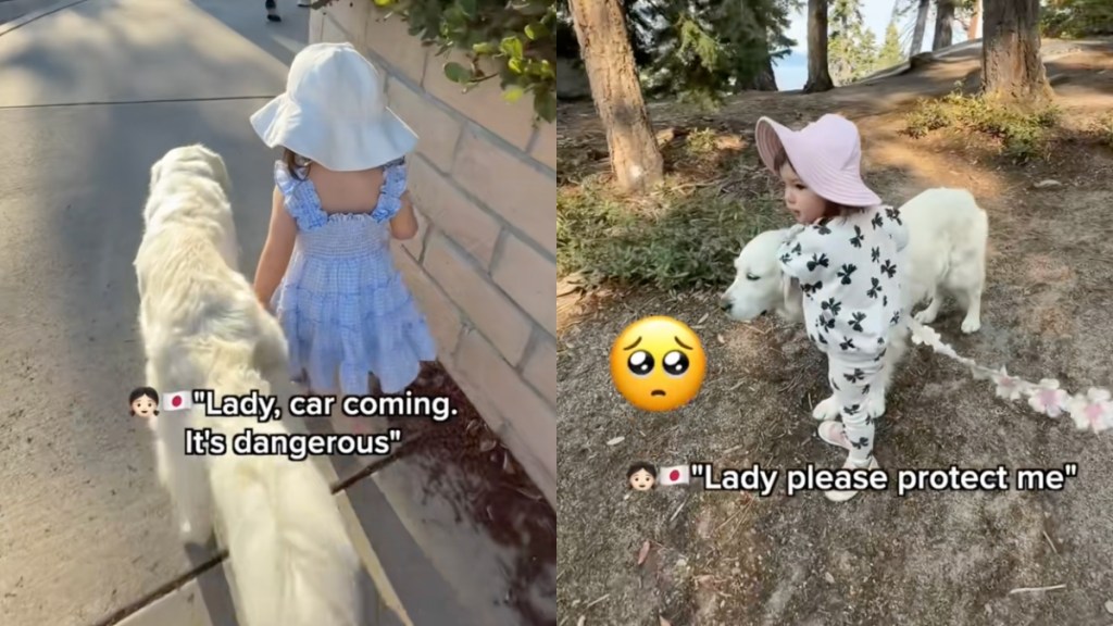 Toddler Dog