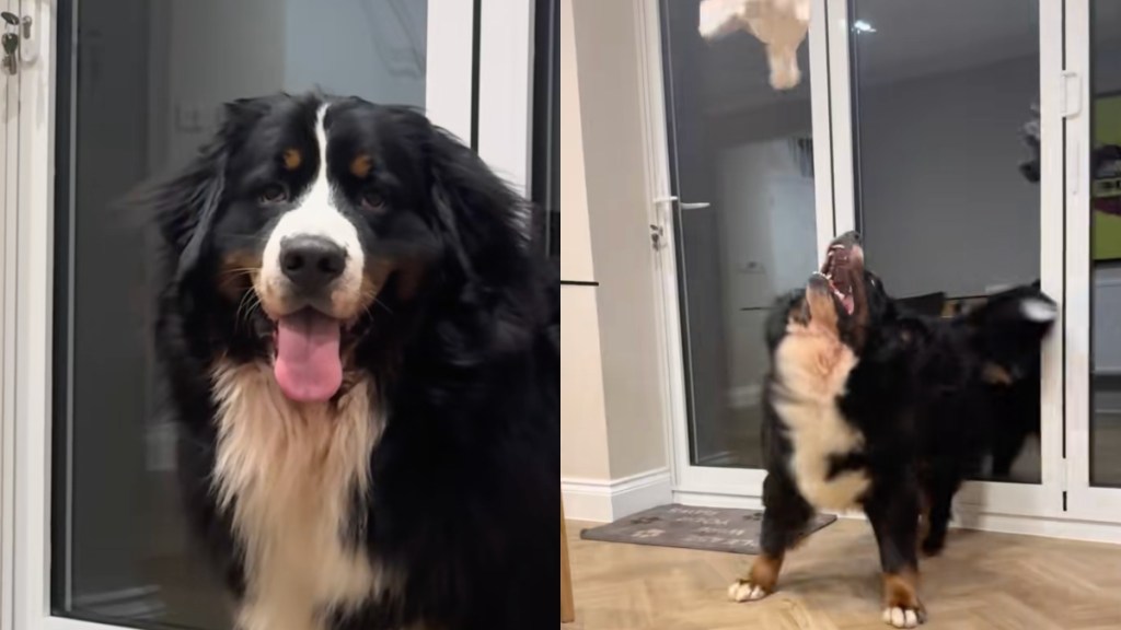 Ernie the Bernese Mountain Dog