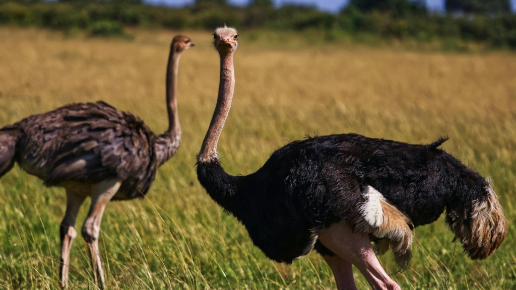 Ostrich Dancing