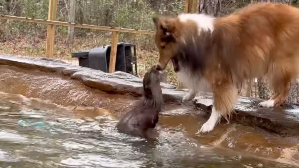 Otter Tag
