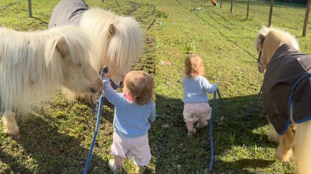 Shetland Pony