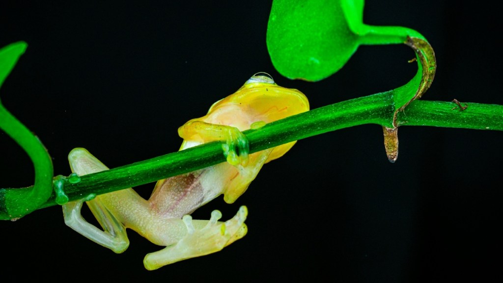 Glass Frogs