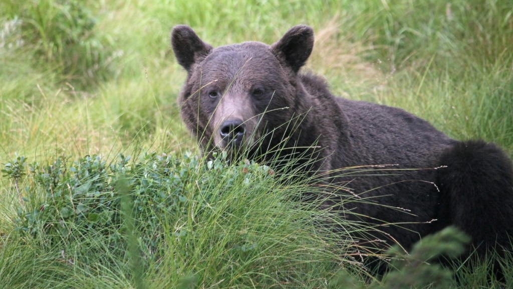 Couple Takes Hilariously Long To Notice Approaching Bear in Silly Clip