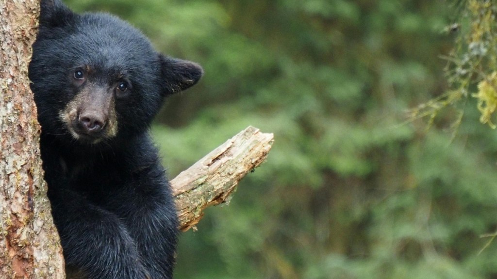 Black Bear Bathroom