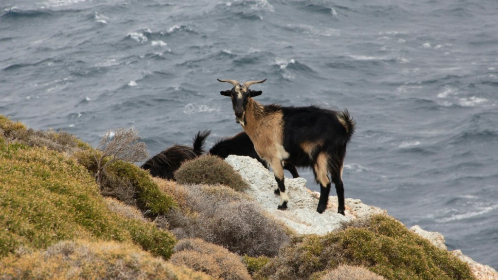 Goat Cliff