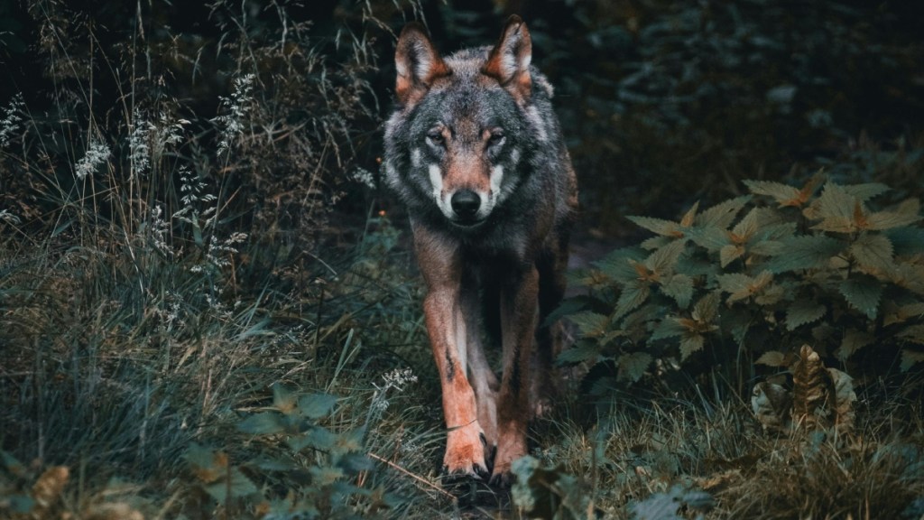 Lone Wolf