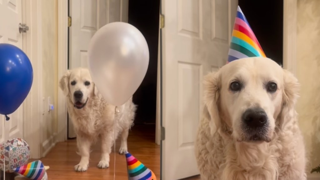 Surprise Party