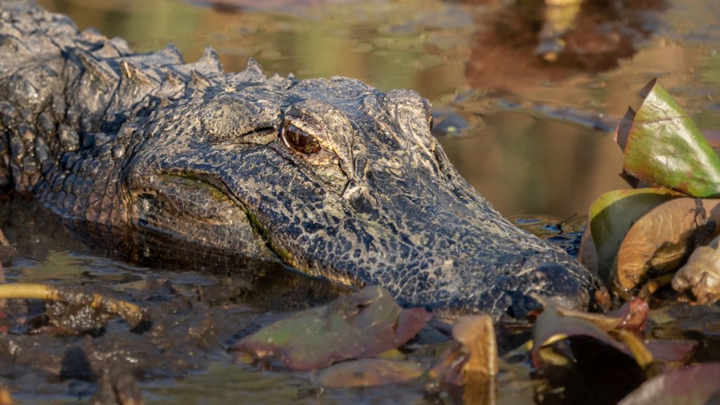 Alligator Attack