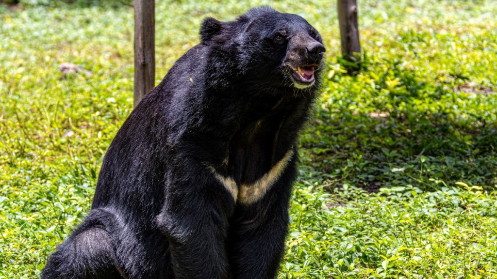 Guardian Angel: Man Survives Close Encounter with Bear in Japan