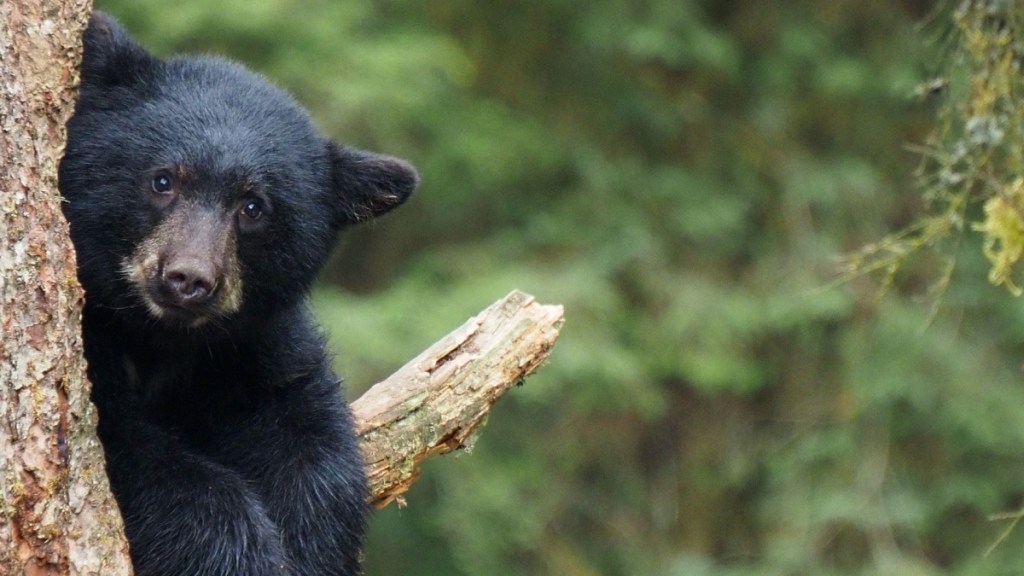 Bear Taco