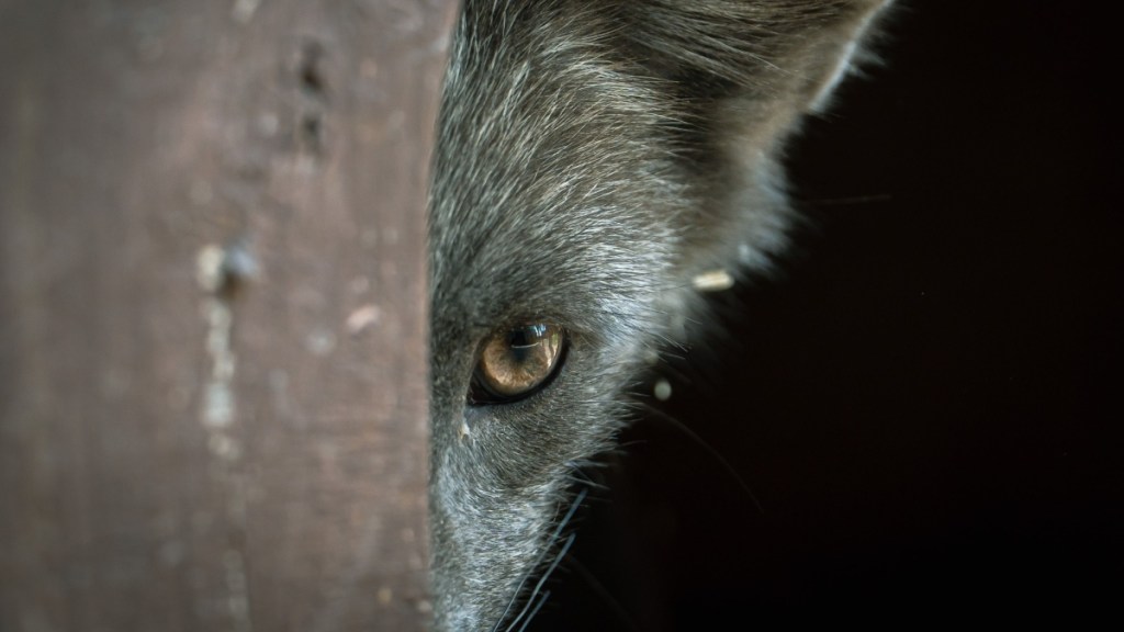 Photographer Snaps Pics of Animal Scientists Thought Was Extinct