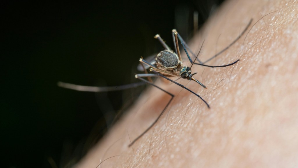 Google Applies for Permit to Release 32 Million Mosquitos Just in Time for Summer