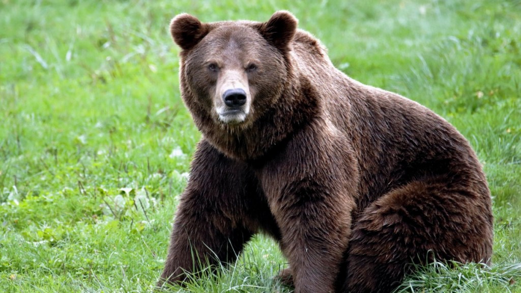 Grizzly Bear Attack