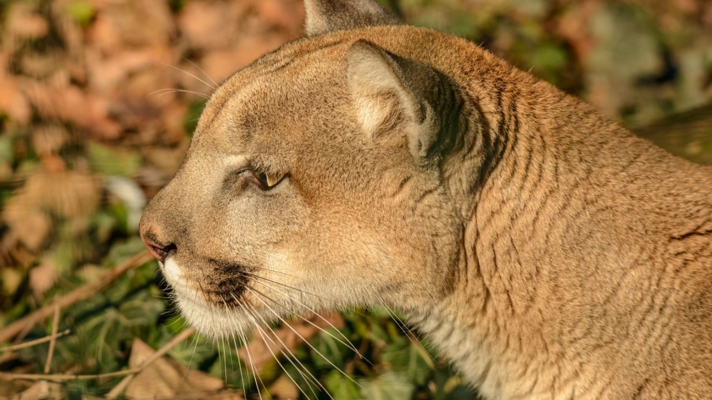 Mountain Lion