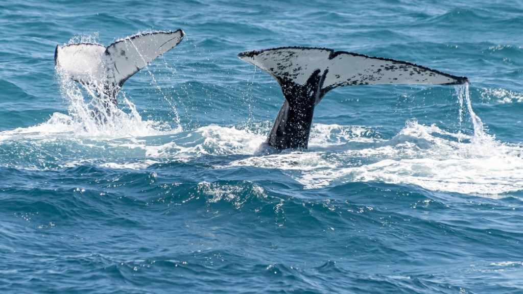 Whale Surf