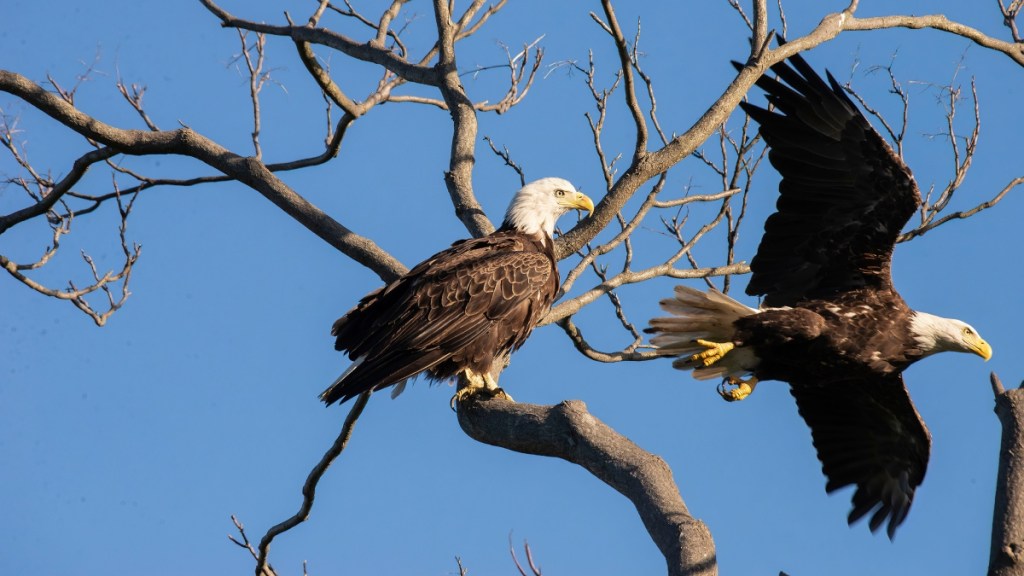 Bald Eagle