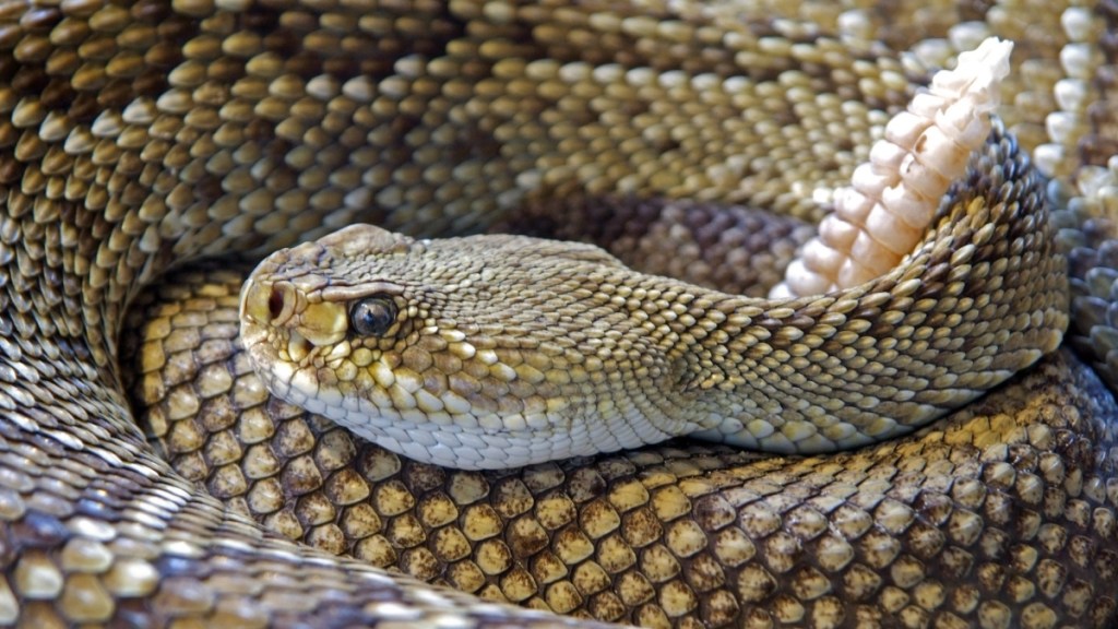 Rattlesnake