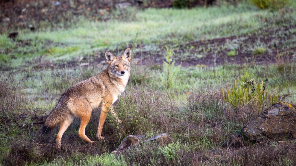 Scooting Coyote