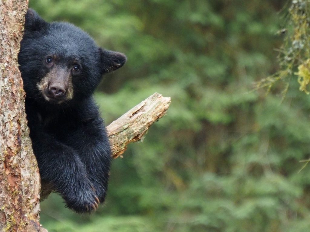 Black Bear Zipline