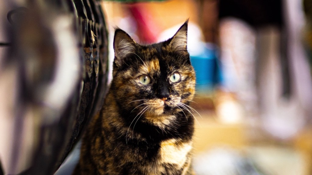 Millie 31 Cat