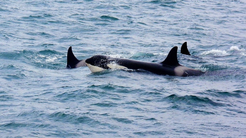 Orca Triathlon
