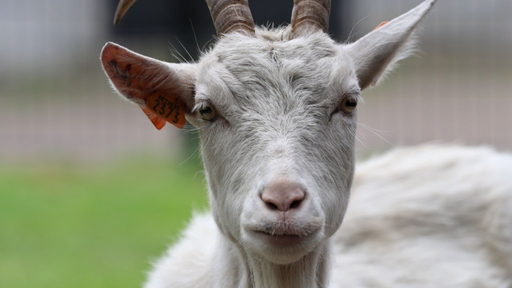 Goats Bus